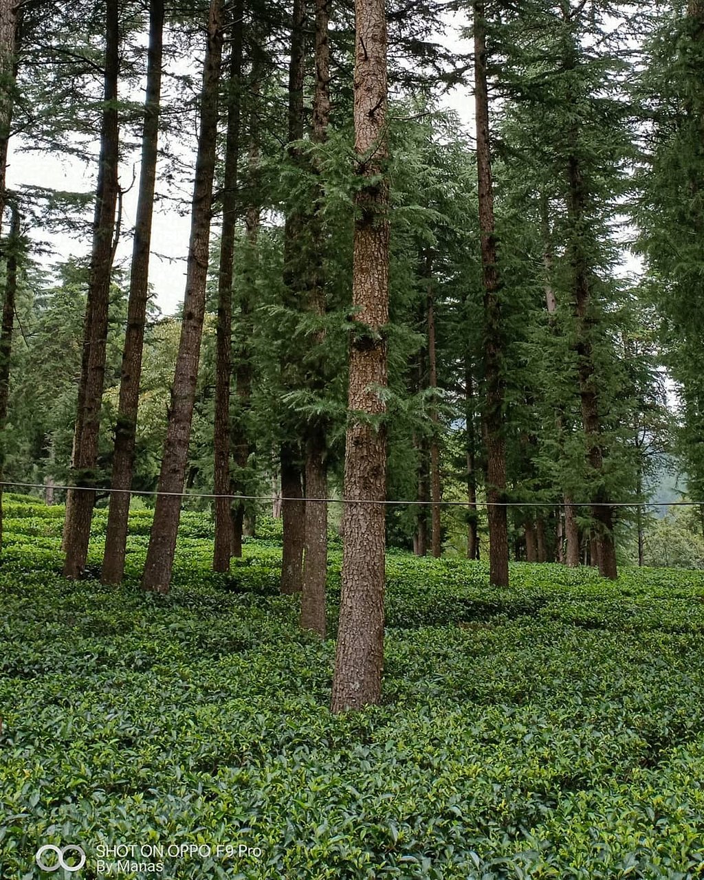 Ghorakhal Tea Factory