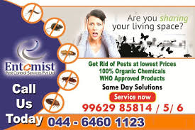 Entomist Pest Control Service Pvt Ltd - Chennai