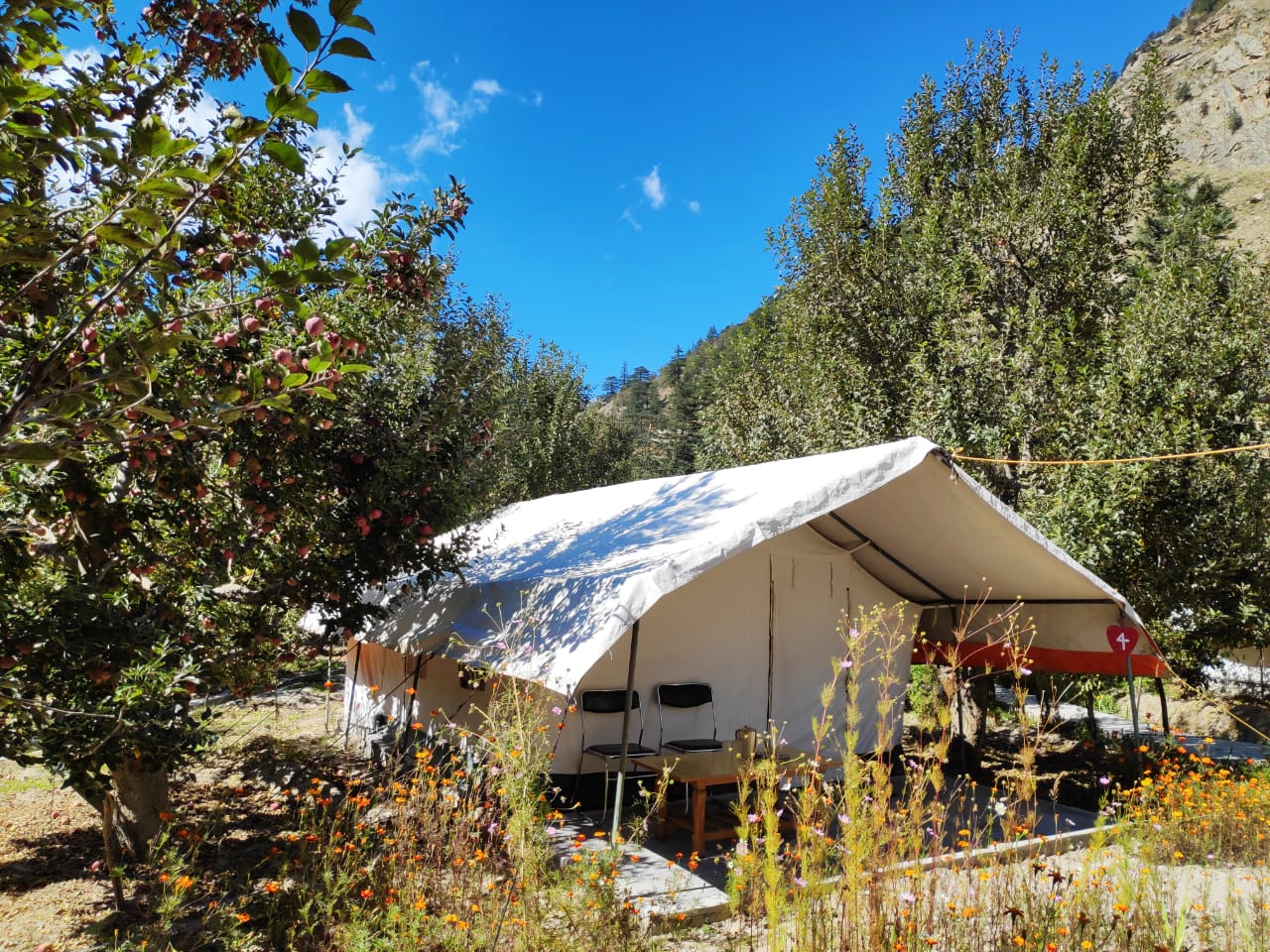 APPLE ORCHARD FARM AND CAMPING | luxury camp in sangla