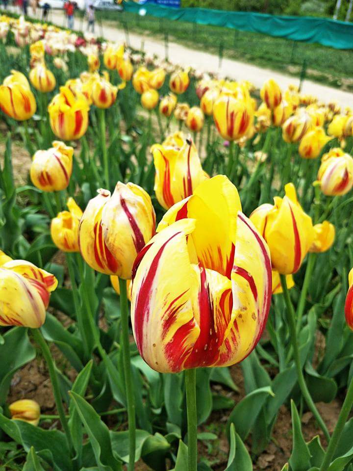 Saints Tours and Travels | Best Tour Operator in Srinagar