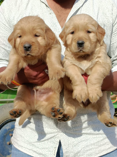 Royal Sheps Dog Kennel