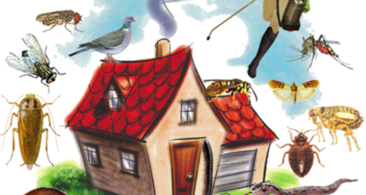 Pest Control Plantation