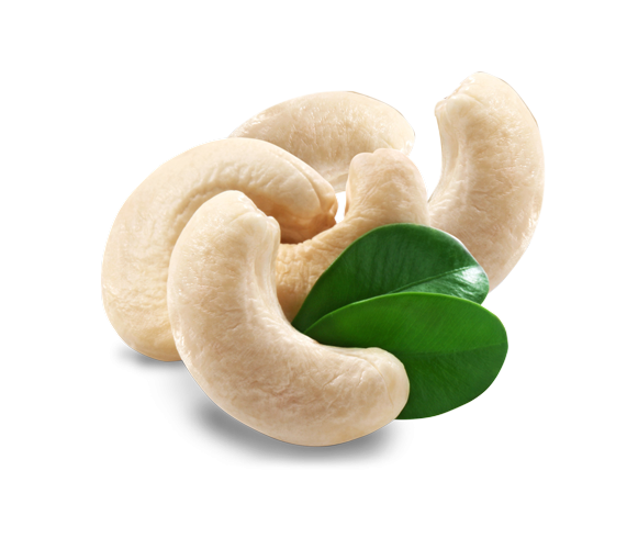 surya cashew traders