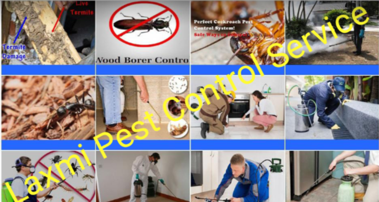 Laxmi Pest Control Service Allahabad