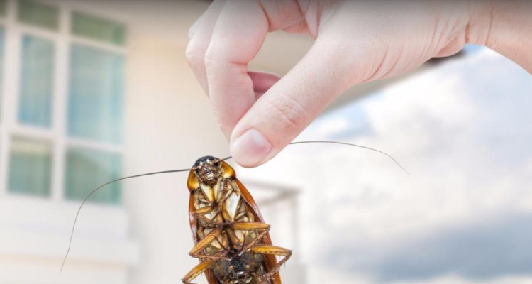 Laxmi Pest Control Service Allahabad