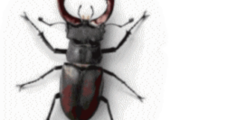 pest control services