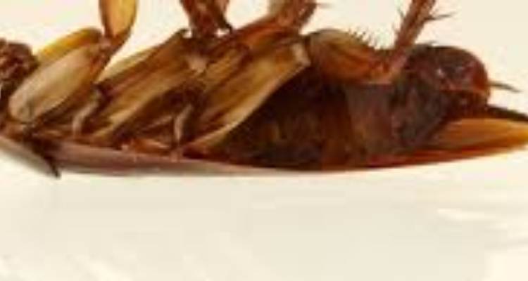 Kirupa Pest Control - Chennai