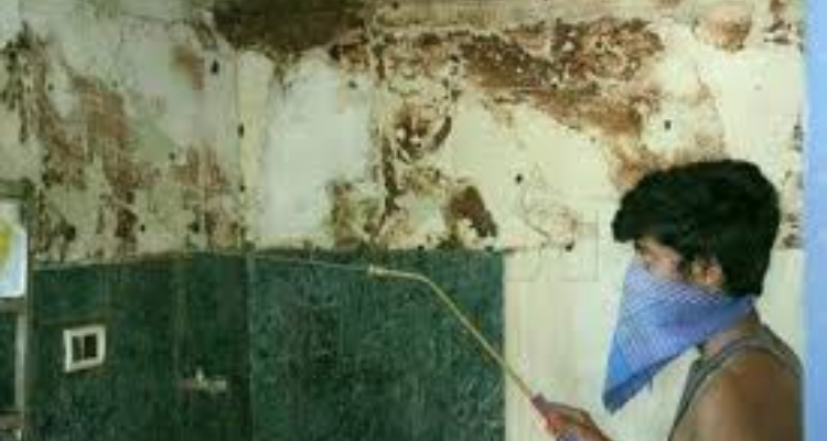 Classical Pest Control - Chennai