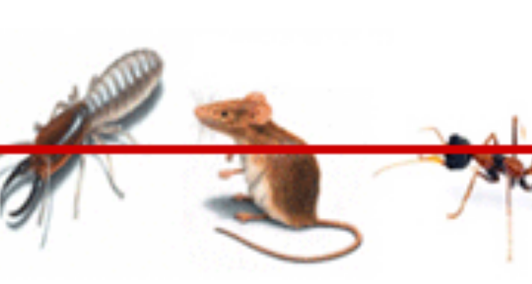 Advance Facility Services -Roorkee