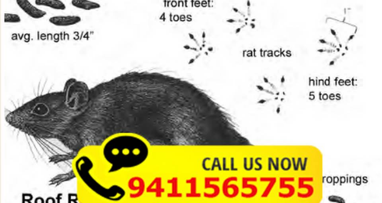 Himalayan Pest Control Services - Roorkee