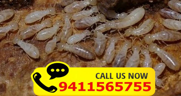 Himalayan Pest Control Services - Roorkee