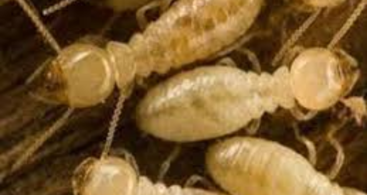 Mangalmay Pest Control Service - Roorkee