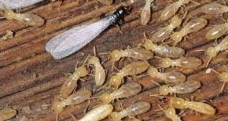 Mangalmay Pest Control Service - Roorkee