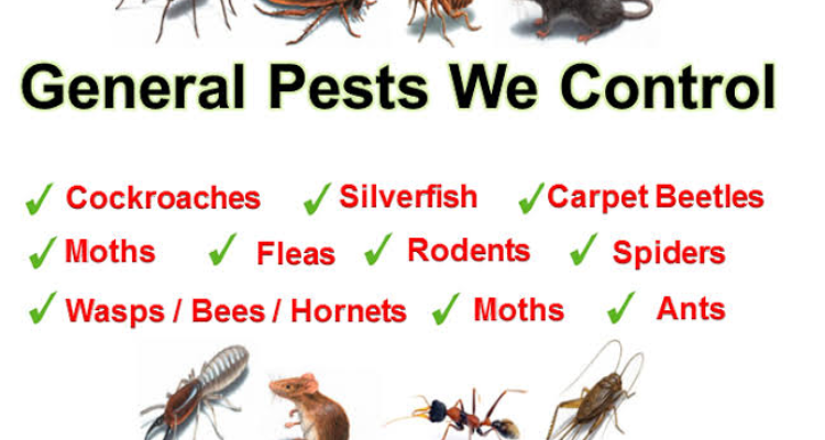 ssClear Bugs Pest Control Service