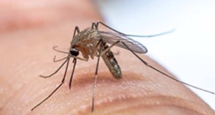 Sulekha Pest Control Kotdwar