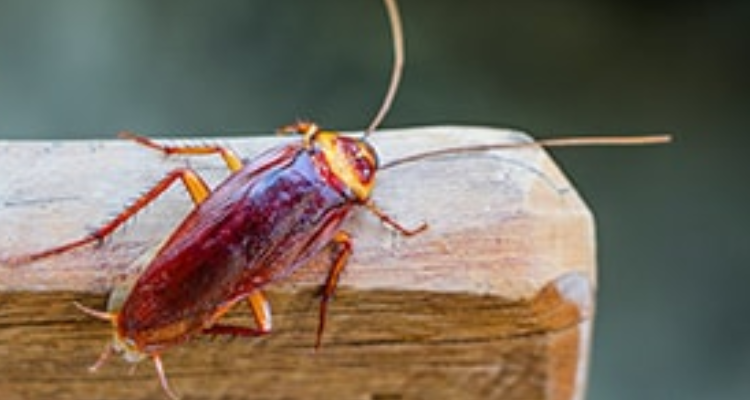 Sulekha Pest Control Kotdwar