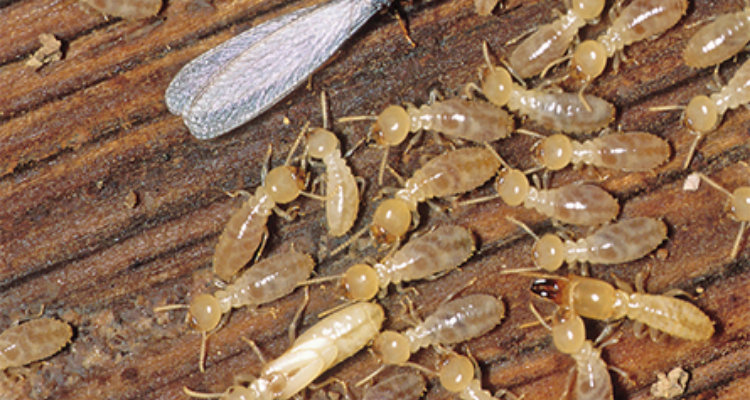 Perfect India Solution - Pest Control Service (Laksar, Haridwar , Roorkee)