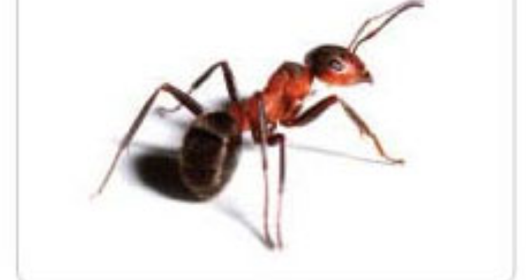 Pest Warriors - Haridwar