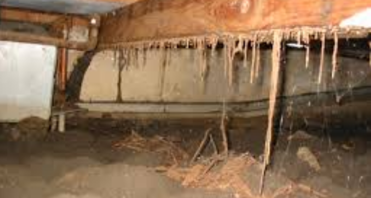 Pest Control Professionals - Rishikesh