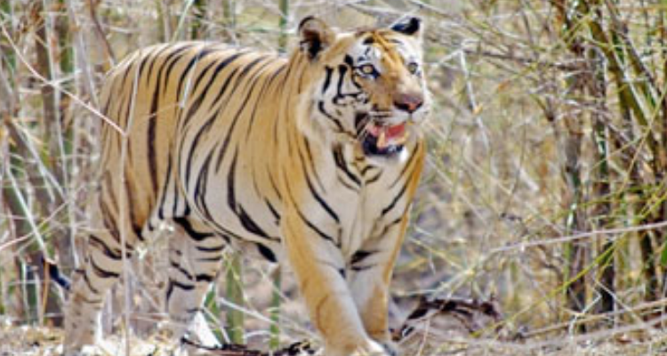 Shobhit Tours & Travels Haridwar (Regd.)