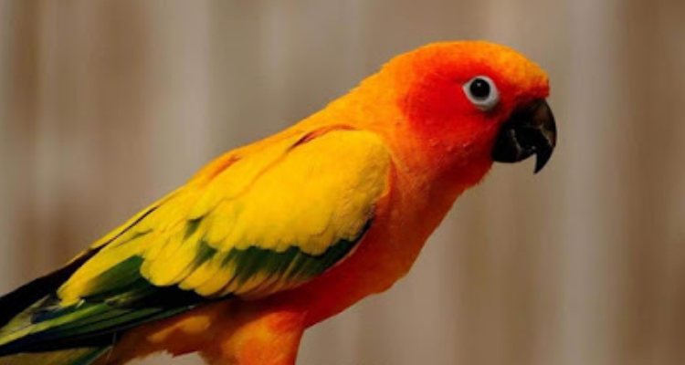 Yash Verma Professional Photographer - haridwar