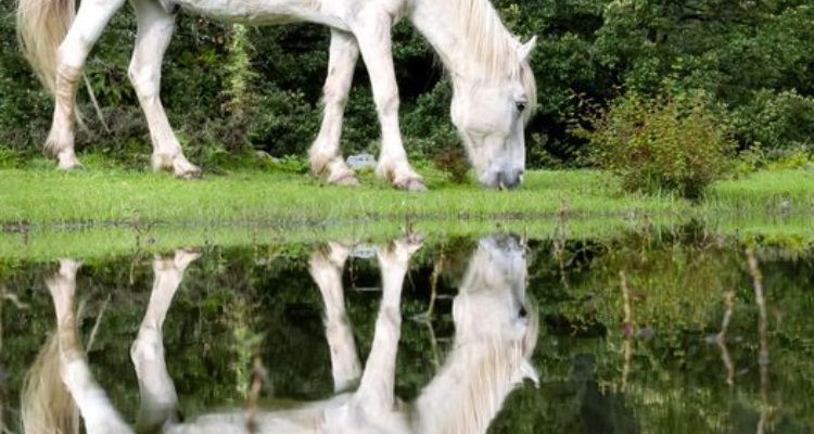 UK11 Photography - Photographer in Gopeshwar Uttarakhand