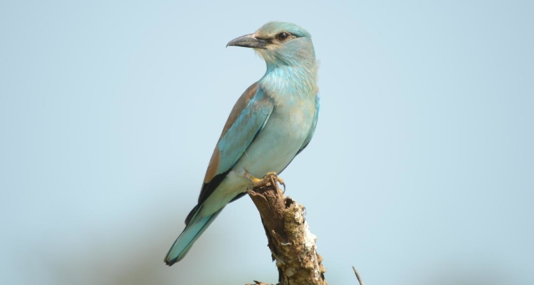 Shivendra Photography