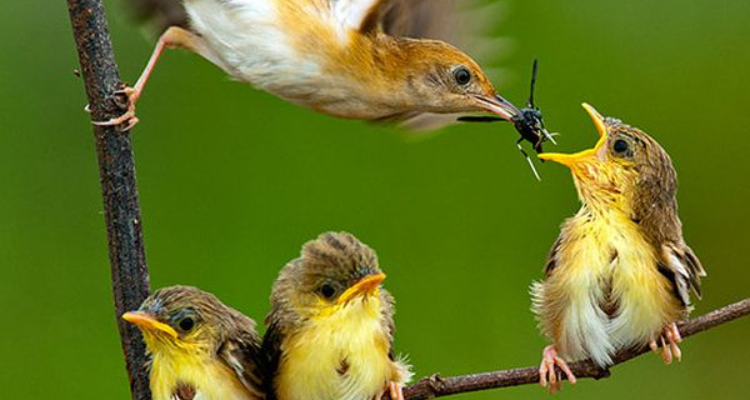 Shivendra Photography