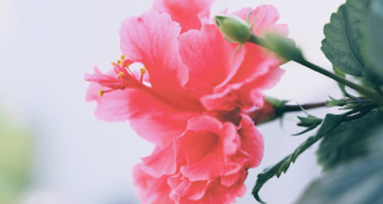 Navi Photography - Nainital