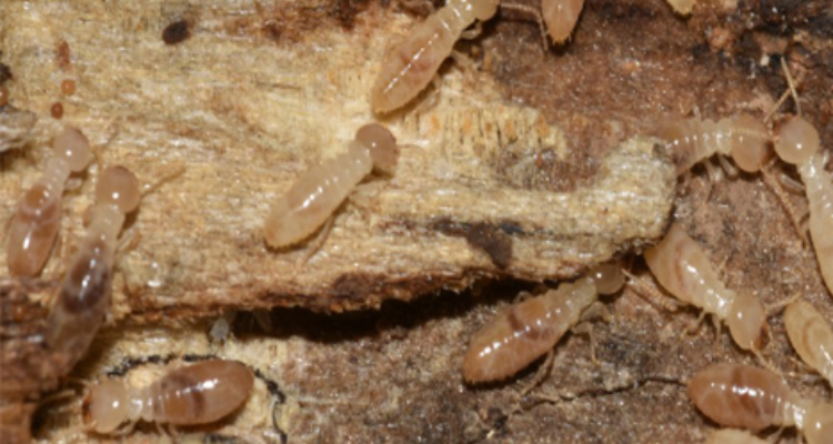 Orbit Pest Control Pvt. Ltd in Patna