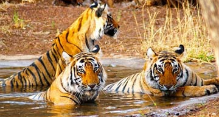 Surya cab service in Jaipur