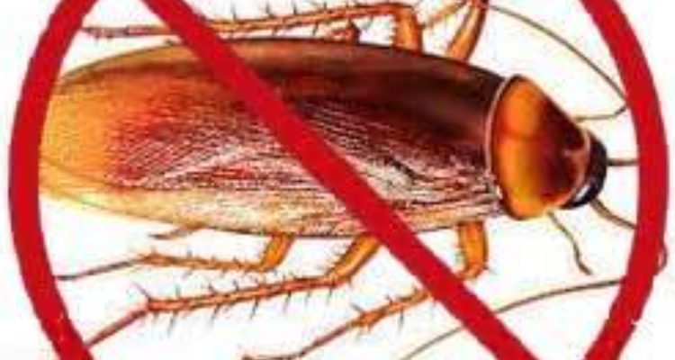 ICS PEST CONTROL SERVICES - Chandigarh