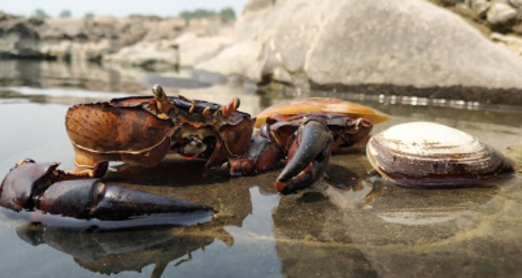 RSC PRODUCTION HOUSE || RAHUL SINGH PHOTOGRAPHY - Madhya Pradesh