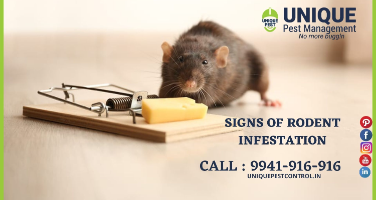 ssRodent Control Services in Chennai
