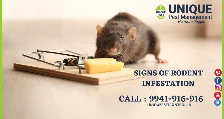 Rodent Control Services in Chennai