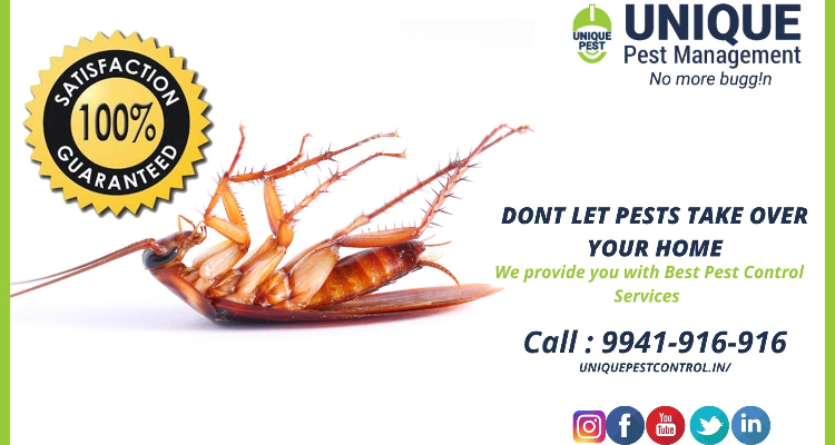 Cockroach control Services in Chennai