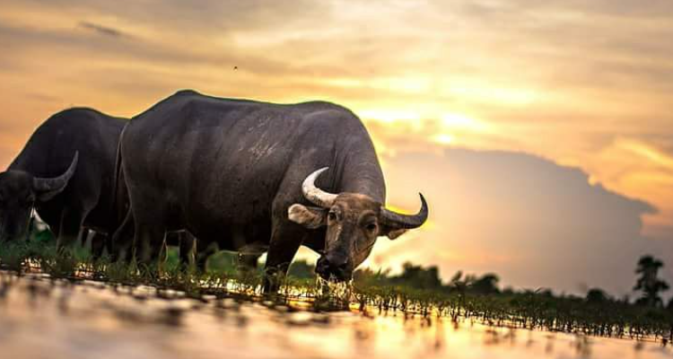 Vatsal Khandelwal Photography - Alwar