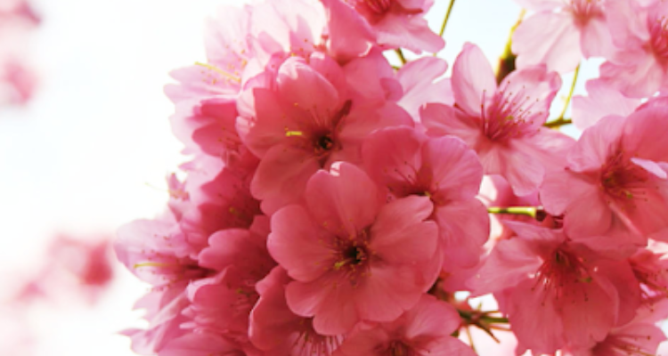Anita Beauty Parlour - Alwar