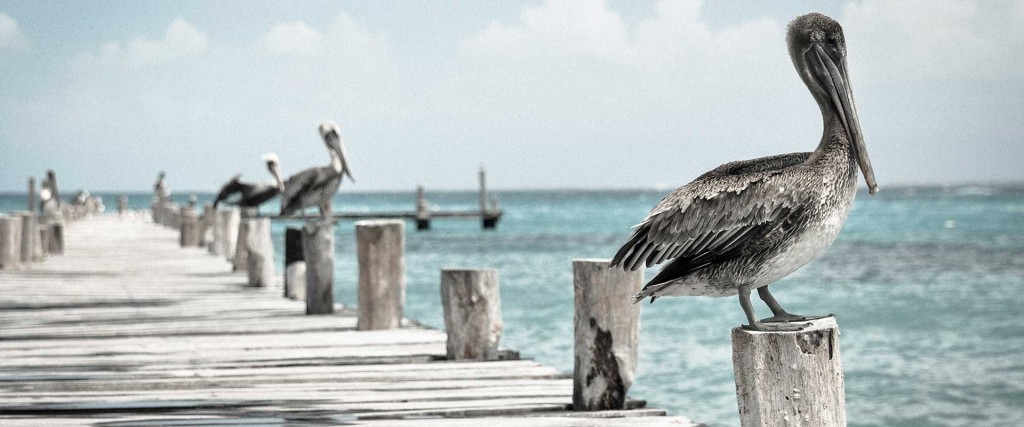 Saregama Travels Car Rental & Cabs - Dehrsdun