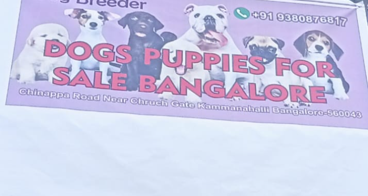 ssDog puppies sale Bangalore