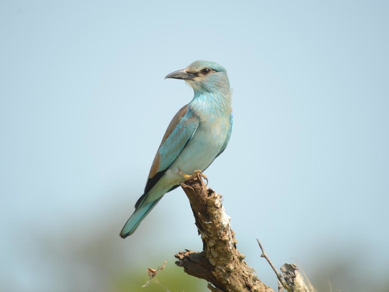 Shivendra Photography