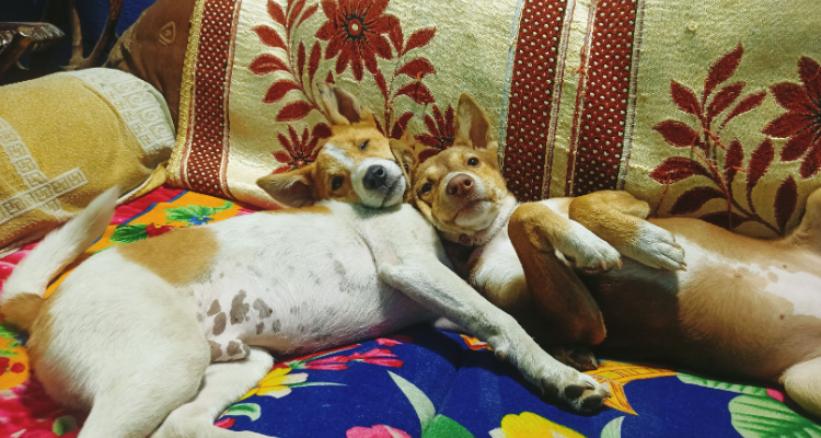 best pet shop ion assam