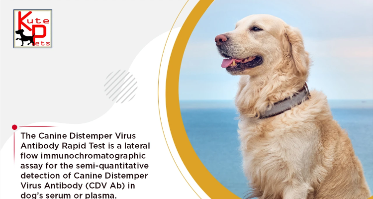 best pet shop ion assam