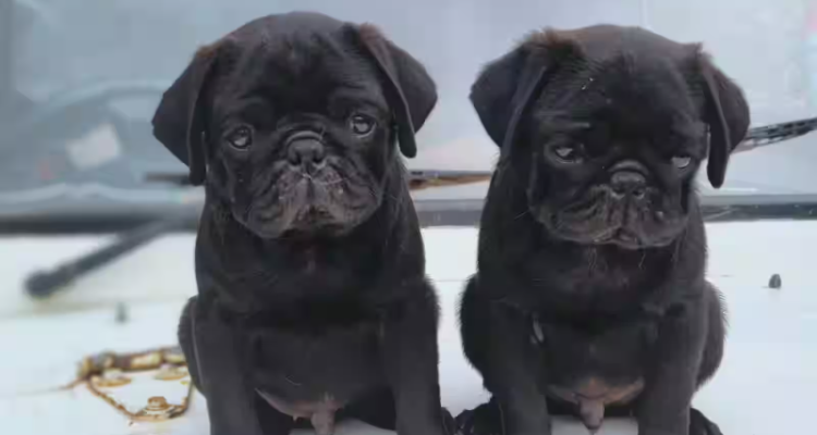 best pet shop in assam