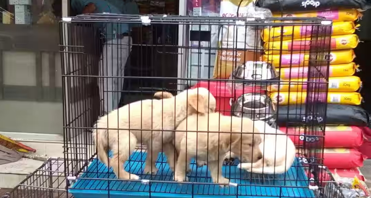 best pet shop in assam