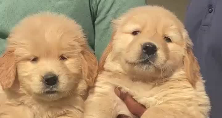 best pet shop in assam