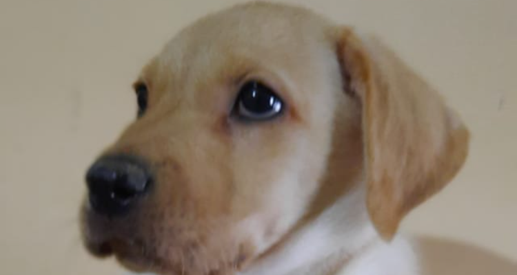 PAWS AND CLAWS PET STORE AND CLINIC