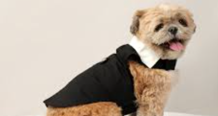 PAWS AND CLAWS PET STORE AND CLINIC