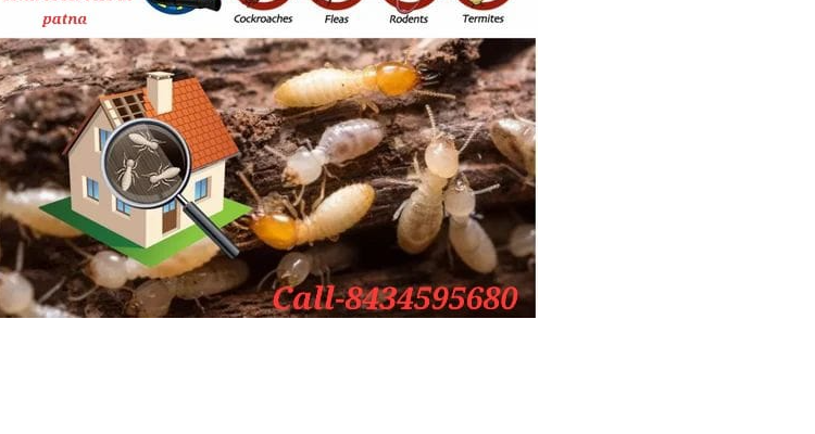 Aayansh pest control -Termite pest control service in patna
