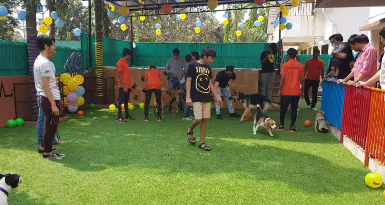 open arms pet hostel